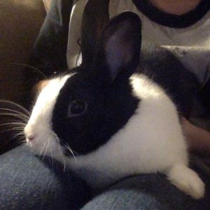 Meet your Posher, Abigail